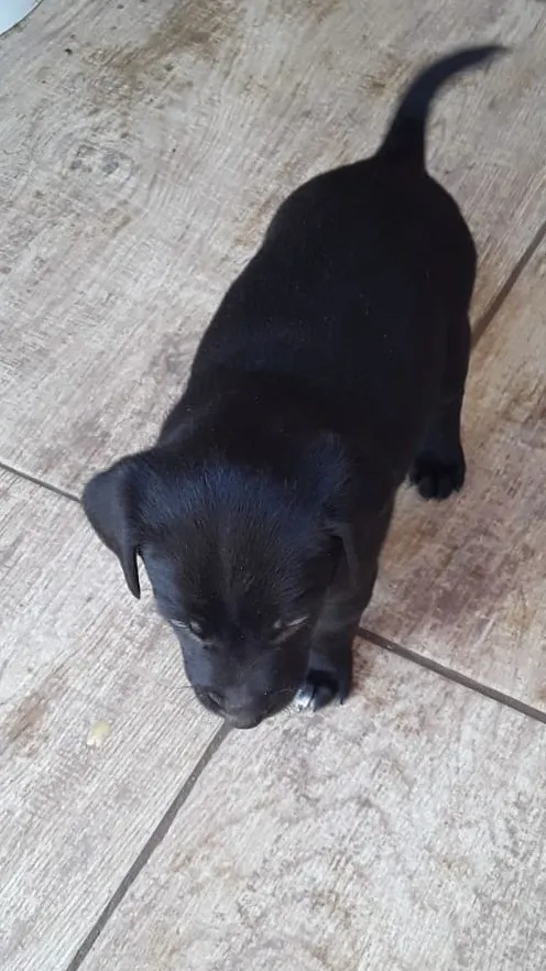 Cachorro ra a SRD idade Abaixo de 2 meses nome Macho 02