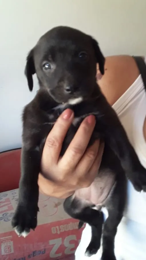 Cachorro ra a SRD idade Abaixo de 2 meses nome Fêmea 01