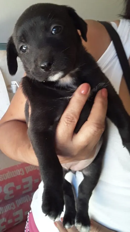 Cachorro ra a SRD idade Abaixo de 2 meses nome Fêmea 01
