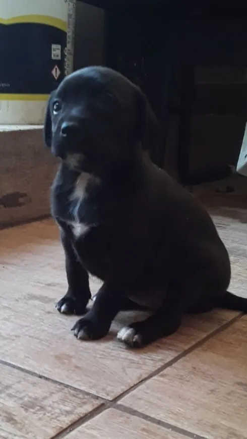 Cachorro ra a SRD idade Abaixo de 2 meses nome Fêmea 01