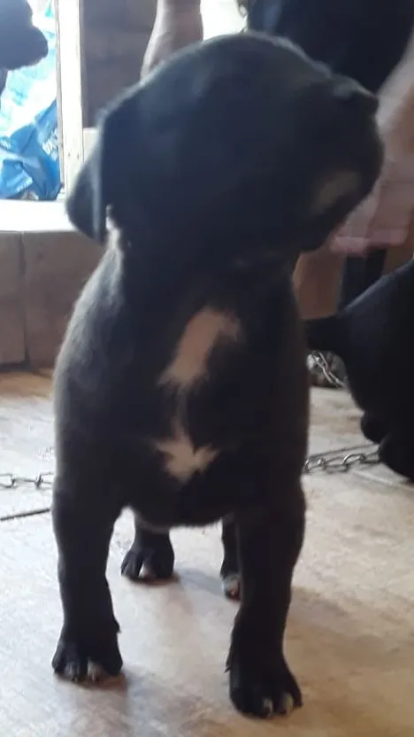 Cachorro ra a SRD idade Abaixo de 2 meses nome Fêmea 01