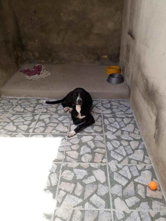 Cachorro ra a Indefinida  idade 3 anos nome Bruce