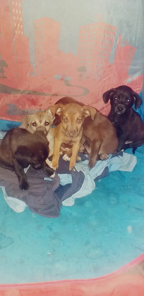 Cachorro ra a Não sei  idade 2 a 6 meses nome Não tem 