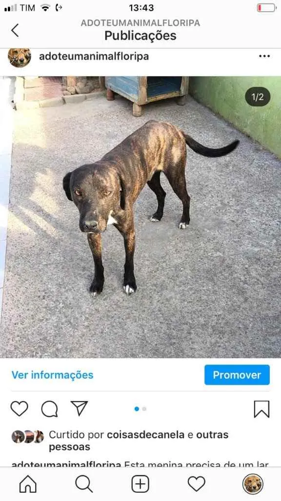 Cachorro ra a  idade 2 anos nome Nescau 