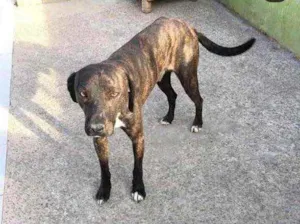 Cachorro raça  idade 2 anos nome Nescau 