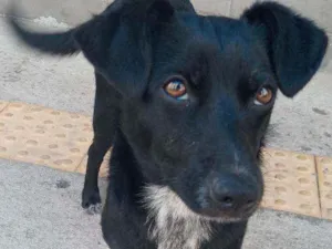 Cachorro raça SRD idade 7 a 11 meses nome Isis