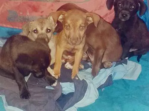 Cachorro ra a Não sei  idade 2 a 6 meses nome Não tem 