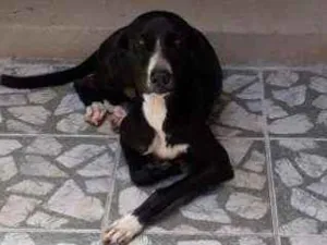 Cachorro raça Indefinida  idade 3 anos nome Bruce