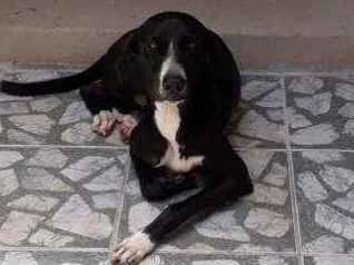 Cachorro ra a Indefinida  idade 3 anos nome Bruce