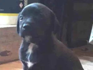 Cachorro raça SRD idade Abaixo de 2 meses nome Fêmea 01