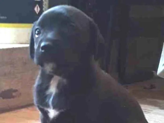 Cachorro ra a SRD idade Abaixo de 2 meses nome Fêmea 01