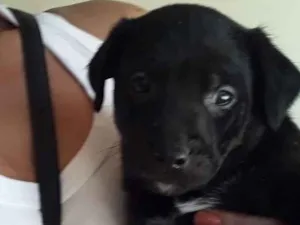 Cachorro raça SRD idade Abaixo de 2 meses nome Macho 02