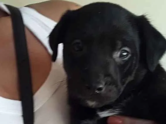 Cachorro ra a SRD idade Abaixo de 2 meses nome Macho 02