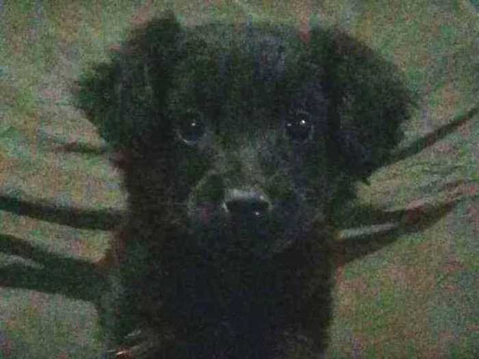 Cachorro ra a Sem Raça idade 2 a 6 meses nome Sem Nome