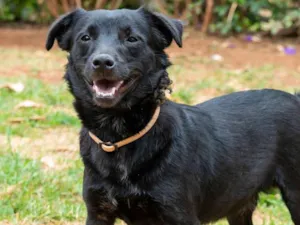Cachorro raça SRD-ViraLata idade 4 anos nome Franklin
