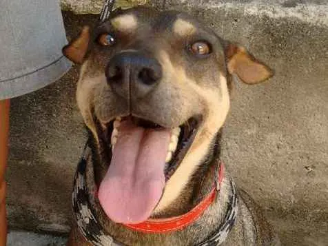 Cachorro ra a SRD-ViraLata idade 4 anos nome GRANDÃO