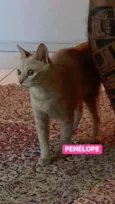 Penelope