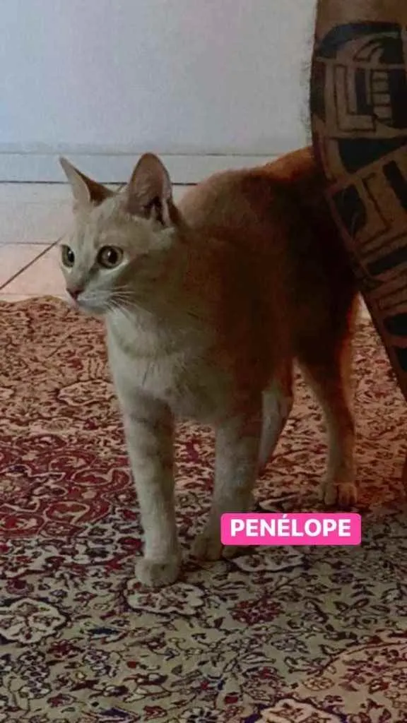 Gato ra a Srd idade 7 a 11 meses nome Penelope
