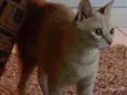 Penelope
