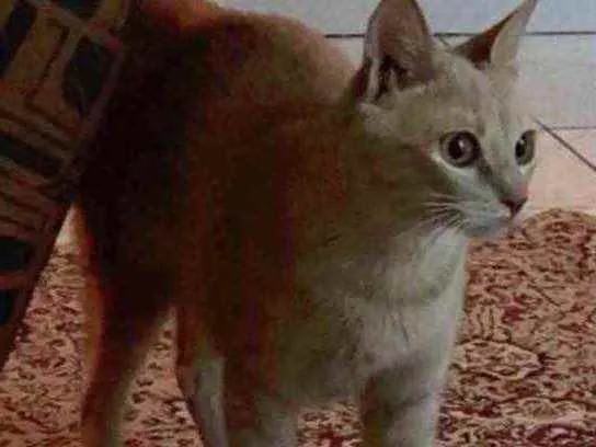 Gato ra a Srd idade 7 a 11 meses nome Penelope