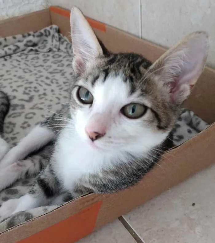 Gato ra a Srd idade Abaixo de 2 meses nome Tutti bb lindíssimo