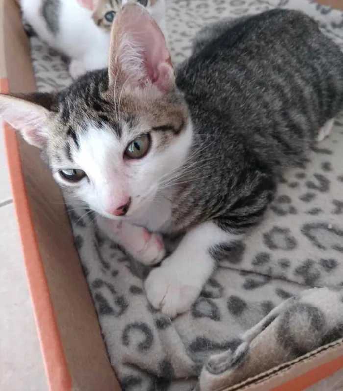 Gato ra a Srd idade Abaixo de 2 meses nome Tutti bb lindíssimo