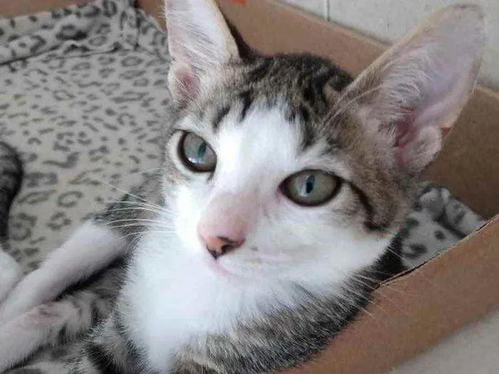 Gato ra a Srd idade Abaixo de 2 meses nome Tutti bb lindíssimo