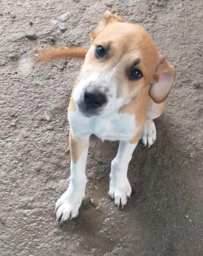 Cachorro ra a  idade 2 a 6 meses nome Bartô 