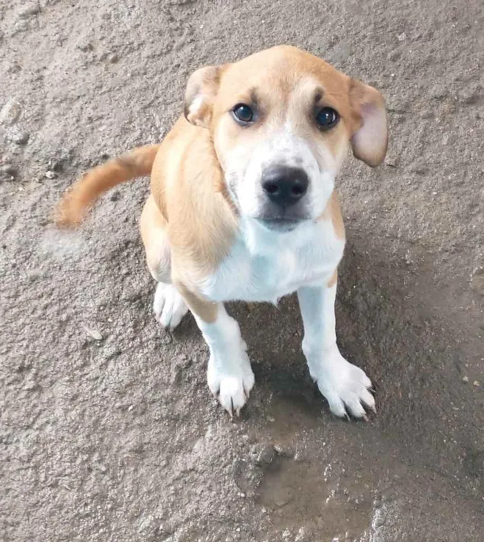 Cachorro ra a  idade 2 a 6 meses nome Bartô 