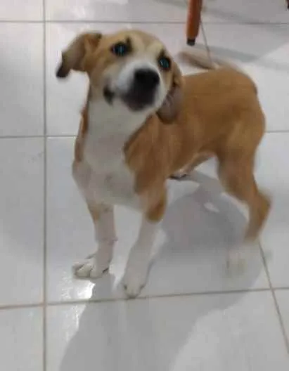 Cachorro ra a  idade 2 a 6 meses nome Bartô 