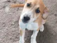 Bartô
