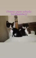 Mel e lua