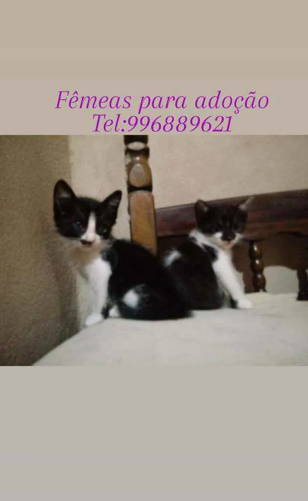 Gato raça Srd idade Abaixo de 2 meses nome Mel e lua