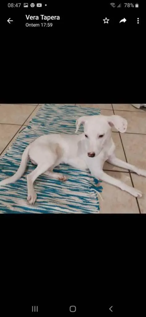 Cachorro ra a  idade 7 a 11 meses nome Neve 