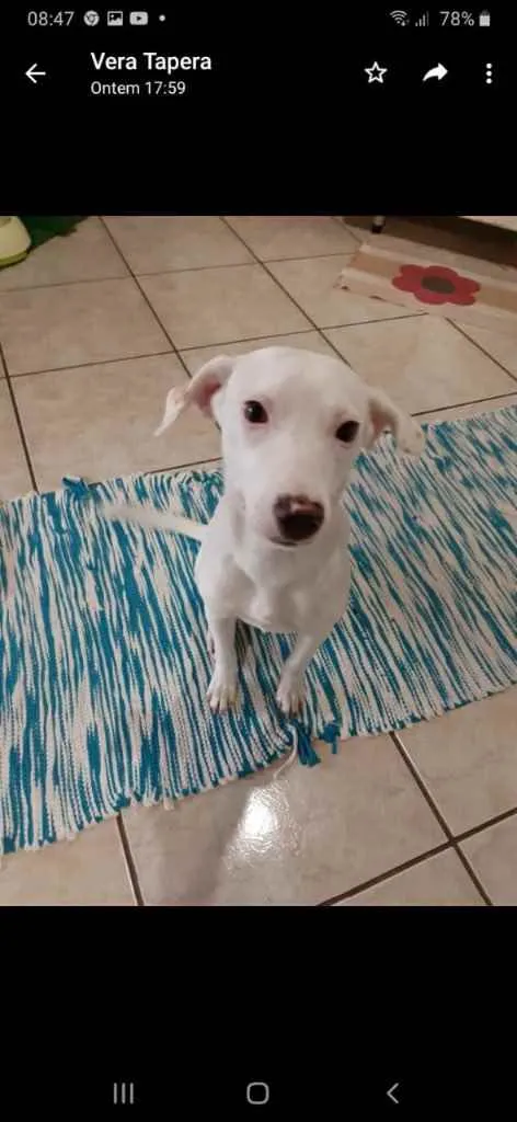Cachorro ra a  idade 7 a 11 meses nome Neve 