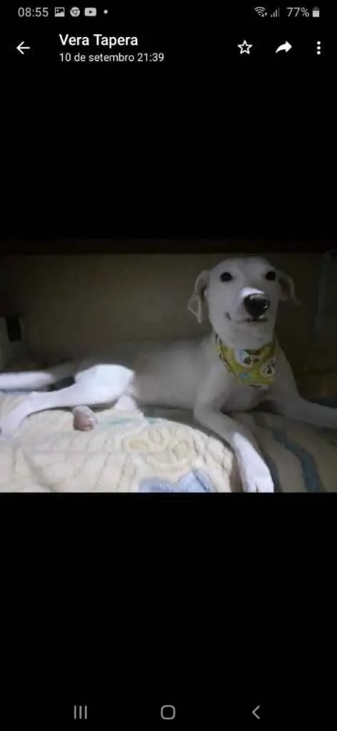 Cachorro ra a  idade 7 a 11 meses nome Neve 