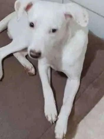 Cachorro ra a  idade 7 a 11 meses nome Neve 