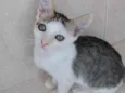 Akemi bebê linda
