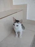 Akemi bebê linda