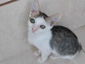 Gato raça Srd idade 2 a 6 meses nome Akemi bebê linda 