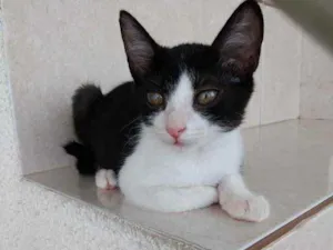 Gato raça Srd idade 2 a 6 meses nome GIGI Linda Bebe 