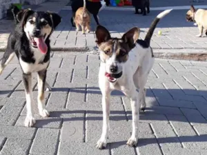 Cachorro raça  idade 1 ano nome Não sei 