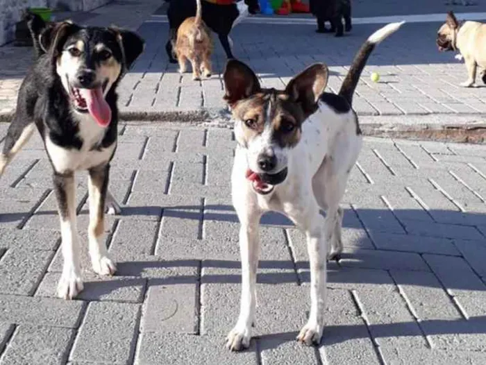 Cachorro ra a  idade 1 ano nome Não sei 