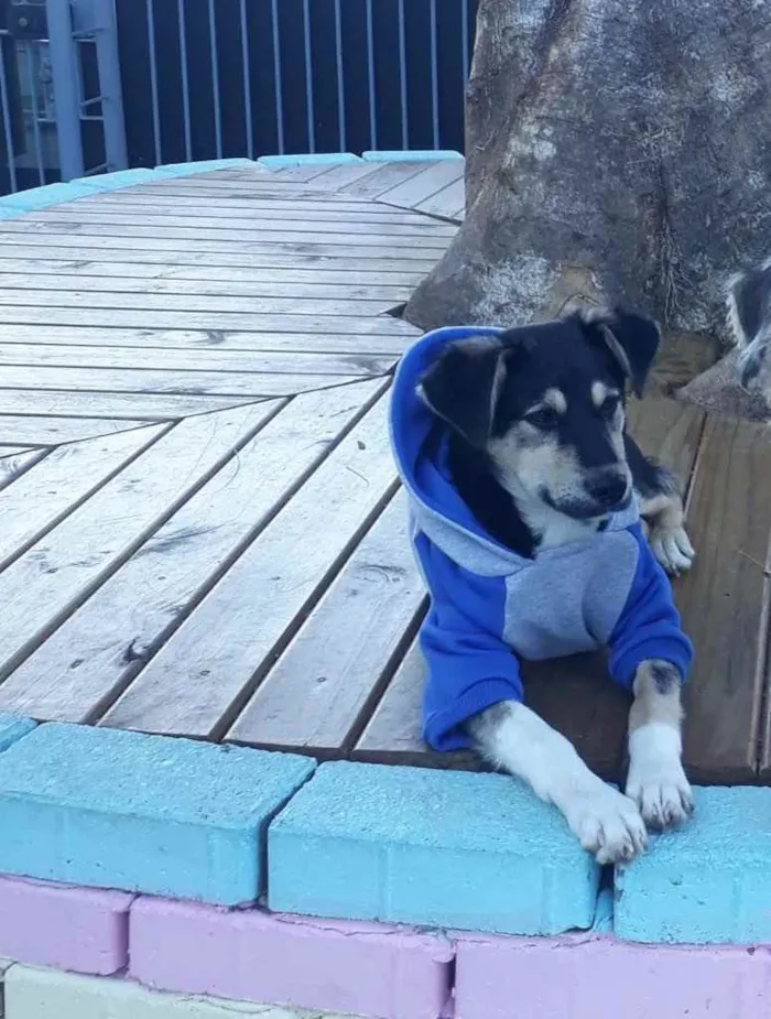 Cachorro ra a  idade 1 ano nome Não sei 
