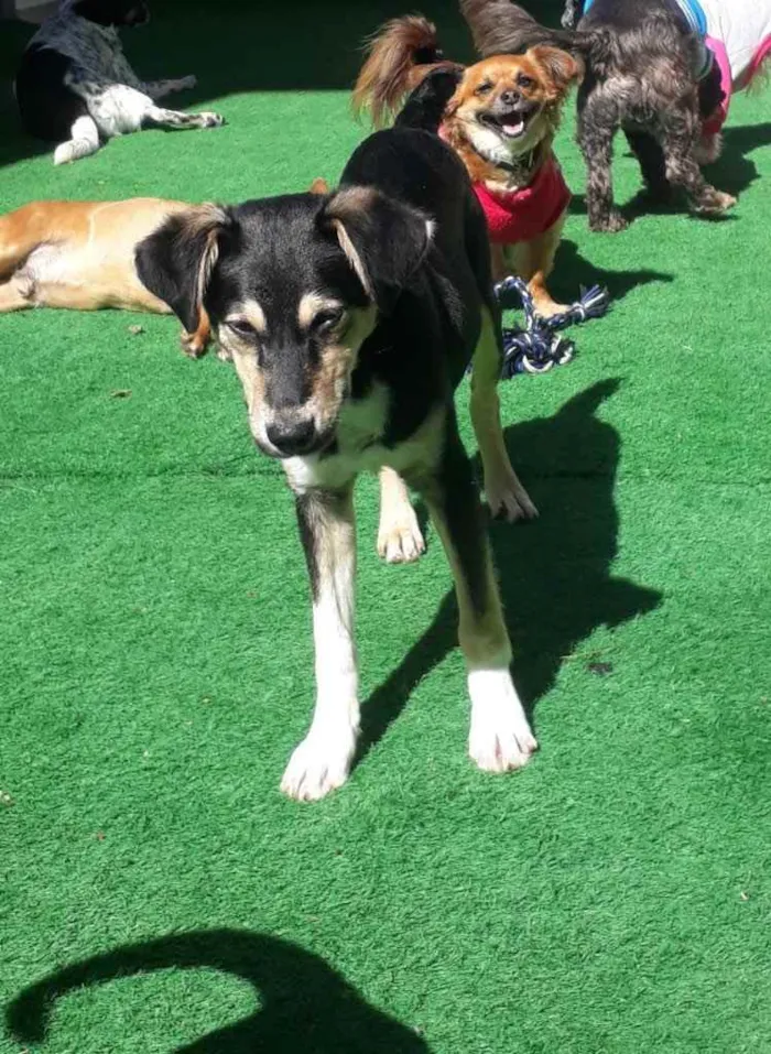 Cachorro ra a  idade 1 ano nome Não sei 