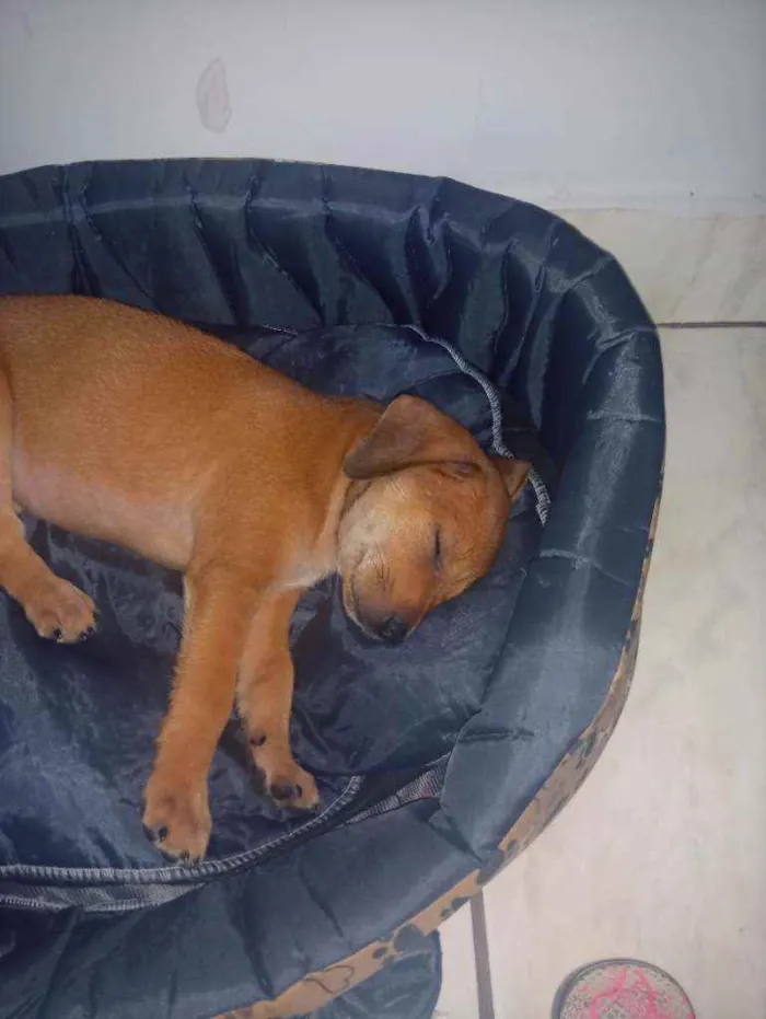 Cachorro ra a Vira lata idade Abaixo de 2 meses nome Jade