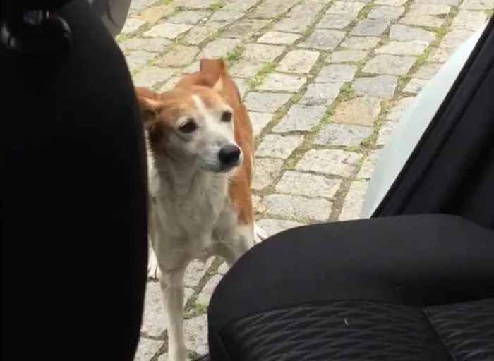 Cachorro ra a  idade 2 anos nome Miga 