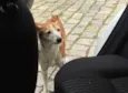 Miga