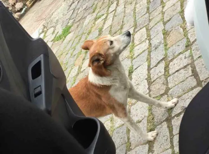 Cachorro ra a  idade 2 anos nome Miga 