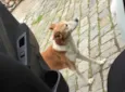 Miga